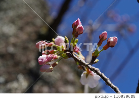 《春イメージ》膨らむ ソメイヨシノの蕾 110959689