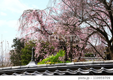 お寺の桜 110959709