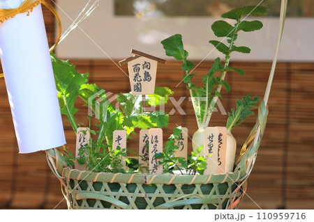 七草籠 春の七草の寄せ植え 七草籠 春の七草の寄せ植え 110959716