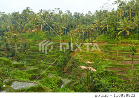 Picturesque rice terraces on the popular tourist island of Bali. 110959922
