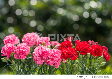 キラキラをバックにピンクと赤のカーネーションの花 110960160