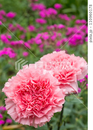 ピンクの花のボケをバックにピンクのカーネーションの花のアップ 110960178