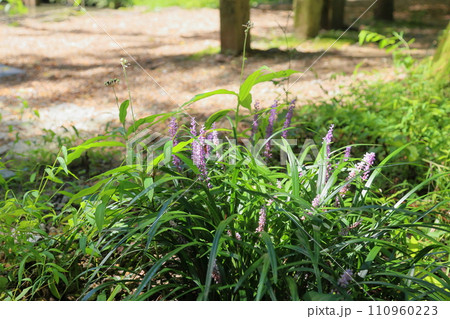 ヤブランの花 110960223