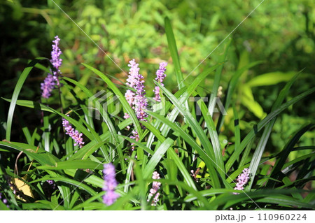 ヤブランの花 110960224