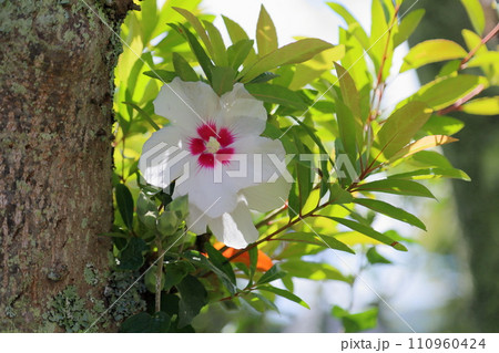 ムクゲの花 ムクゲの花 110960424