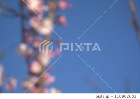 青空に浮かぶ紅梅の花 青空に浮かぶ紅梅の花 110962603