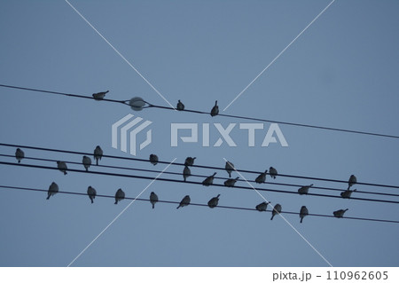 電線に止まる鳥 110962605