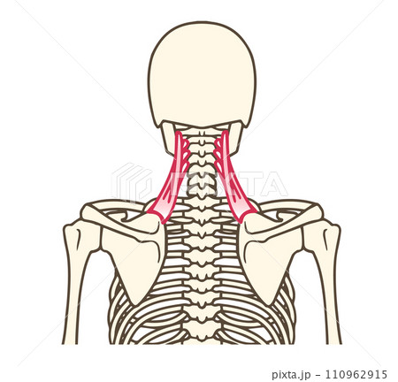 肩甲挙筋 肩甲挙筋 110962915