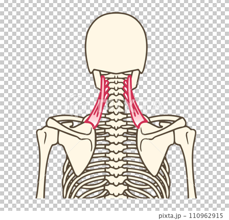 肩胛提肌 肩胛提肌 110962915