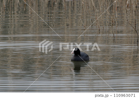 クイナ科オオバン 110963071