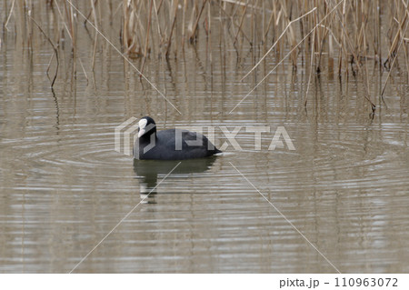 クイナ科オオバン クイナ科オオバン 110963072