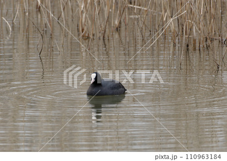 クイナ科オオバン クイナ科オオバン 110963184
