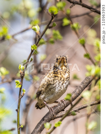 A fieldfare chick, Turdus pilaris, has left the nest and is sitting on a branch. A chick of fieldfare sitting and waiting for a parent on a branch. A fieldfare chick, Turdus pilaris, has left the nest and is sitting on a branch. A chick of fieldfare sitting and waiting for a parent on a branch. 110963993