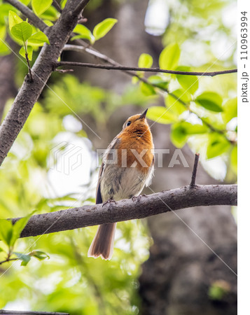 European Robin, Erithacus rubecula, song bird sits on tree in the spring forest or park European Robin, Erithacus rubecula, song bird sits on tree in the spring forest or park 110963994