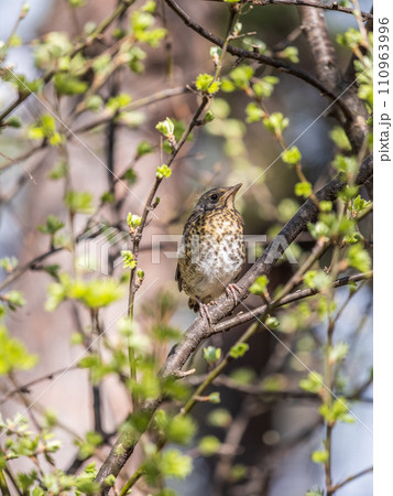 A fieldfare chick, Turdus pilaris, has left the nest and is sitting on a branch. A chick of fieldfare sitting and waiting for a parent on a branch. A fieldfare chick, Turdus pilaris, has left the nest and is sitting on a branch. A chick of fieldfare sitting and waiting for a parent on a branch. 110963996