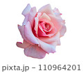 Pink Rose Flower isolated on white background with shallow depth of field 110964201