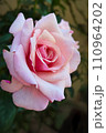 Pink Rose Flower in the garden with shallow depth of field 110964202