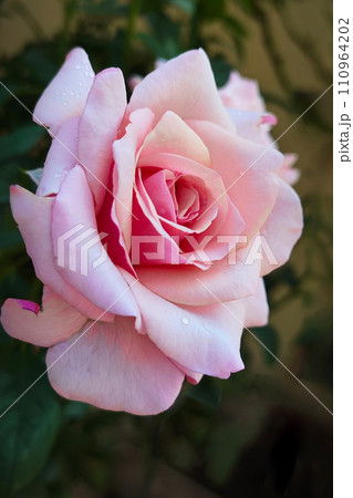 Pink Rose Flower in the garden with shallow depth of field 110964202