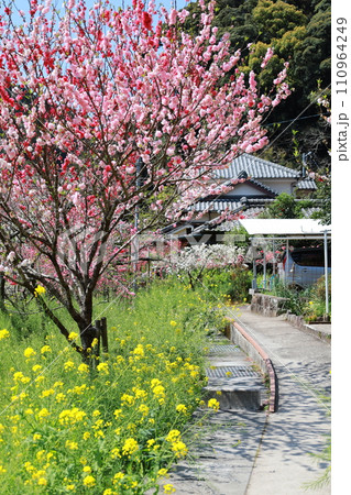蓮台寺しだれ桃の里3 桃と菜の花 蓮台寺しだれ桃の里3 桃と菜の花 110964249