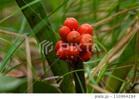 常緑多年草キジカクシ科オモトの赤い果実 110964284