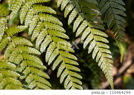 熱帯植物の美しいシダの葉 熱帯植物の美しいシダの葉 110964299
