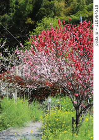 蓮台寺しだれ桃の里11 蓮台寺しだれ桃の里11 110964518