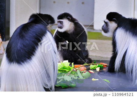 旭川市 旭山動物園のアビシニアコロブス 旭川市 旭山動物園のアビシニアコロブス 110964521