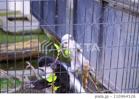 旭川市 旭山動物園　アビシニアコロブスの赤ちゃん 110964526