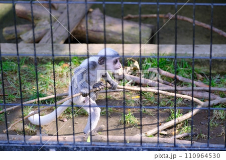 旭川市 旭山動物園　アビシニアコロブスの赤ちゃん 110964530