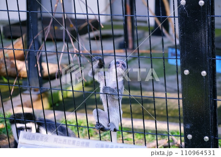 旭川市 旭山動物園 アビシニアコロブスの赤ちゃん 旭川市 旭山動物園 アビシニアコロブスの赤ちゃん 110964531