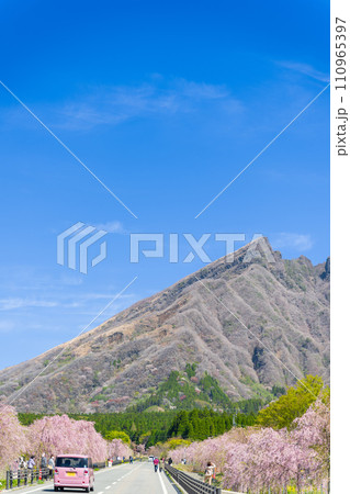 うららかな春空に映える絶景阿蘇山(根子岳)と美しい桜並木(枝垂れ桜)「阿蘇郡高森町」サクラミチ 110965397