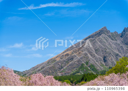 うららかな春空に映える絶景阿蘇山(根子岳)と美しい桜並木(枝垂れ桜)「阿蘇郡高森町」サクラミチ うららかな春空に映える絶景阿蘇山(根子岳)と美しい桜並木(枝垂れ桜)「阿蘇郡高森町」サクラミチ 110965398