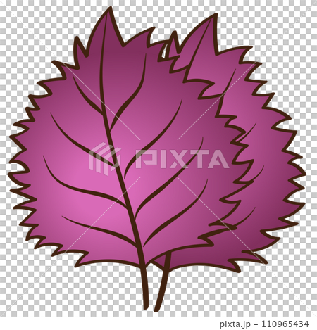 紅紫蘇手繪插畫 紅紫蘇手繪插畫 110965434