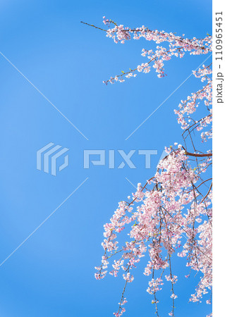 うららかな春空光芒に映える美しい桜の花(枝垂れ桜)「阿蘇郡高森町」サクラミチ うららかな春空光芒に映える美しい桜の花(枝垂れ桜)「阿蘇郡高森町」サクラミチ 110965451