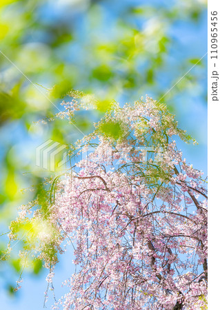 うららかな春空光芒に映える美しい桜の花(枝垂れ桜)「阿蘇郡高森町」サクラミチ 110965456