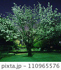 公園に佇む桜 110965576