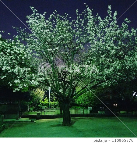 公園に佇む桜 110965576