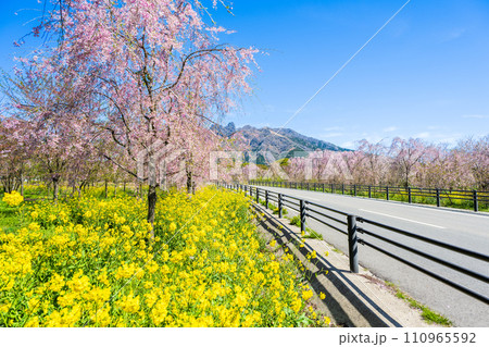 うららかな春空光芒と阿蘇山(根子岳)を背景に菜の花畑と桜並木ロード風景「阿蘇郡高森町」サクラミチ 110965592