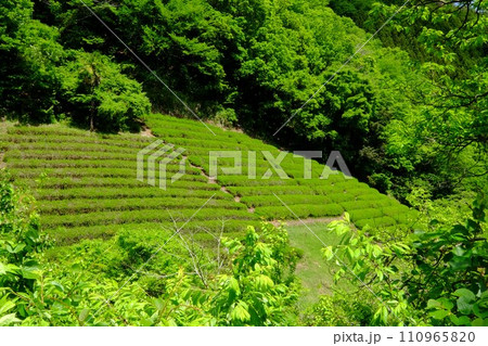 新緑に包まれた茶畑 【相模原市津久井 5月】 新緑に包まれた茶畑 【相模原市津久井 5月】 110965820