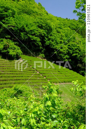新緑の茶畑と青い空　【相模原市津久井　5月】 110965821