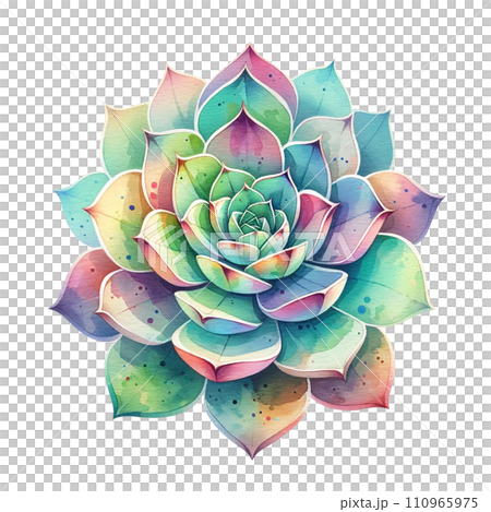 succulent pearl Pearl of Nurnberg Echeveria