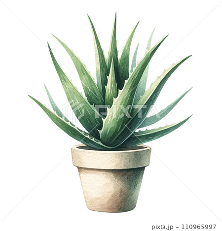 Aloe Vera Succulent in a pot watercolor clipart 110965997