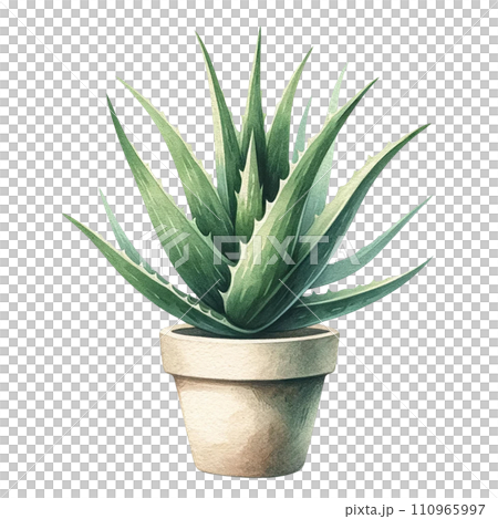 Aloe Vera Succulent in a pot watercolor clipart 110965997