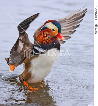 Mandarin duck portrait in winter, Quebec, Canada 110966429