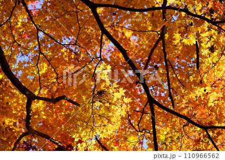 京都・正法寺・屋根を覆う真っ赤な紅葉 110966562