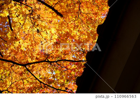 京都・正法寺・屋根を覆う真っ赤な紅葉 110966563