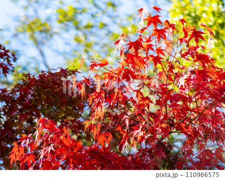 秋の景色 色とりどりの鮮やかで美しい紅葉 秋の景色 色とりどりの鮮やかで美しい紅葉 110966575