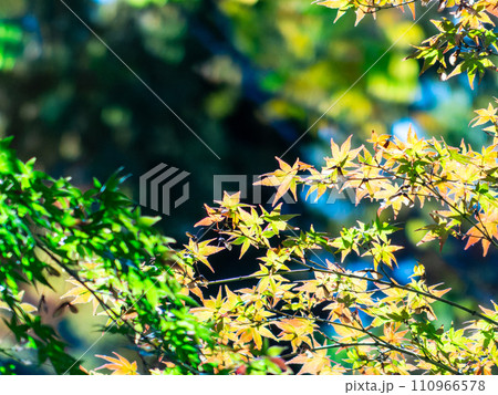 秋の景色 色とりどりの鮮やかで美しい紅葉 秋の景色 色とりどりの鮮やかで美しい紅葉 110966578