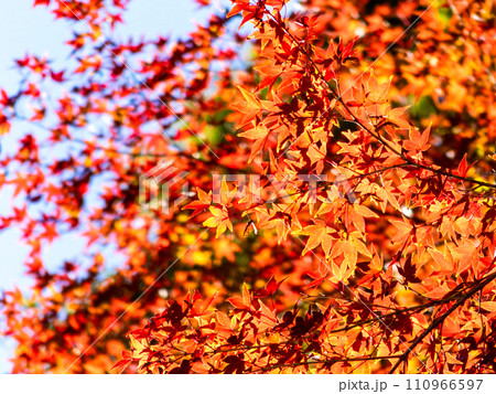 秋の景色　色とりどりの鮮やかで美しい紅葉 110966597