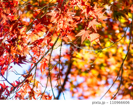 秋の景色　色とりどりの鮮やかで美しい紅葉 110966606